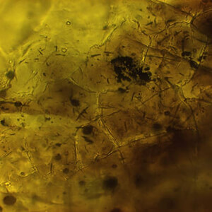 FOSSILS: world's Oldest Spiderweb Found in Amber