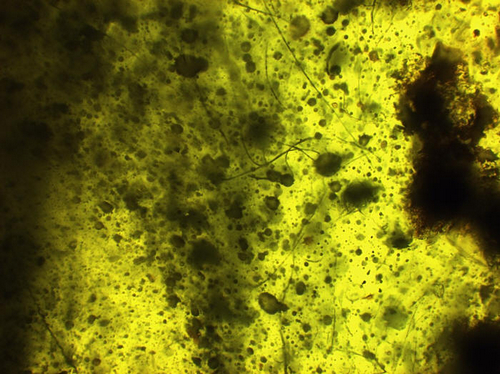 world's Oldest Spiderweb Found in Amber 1