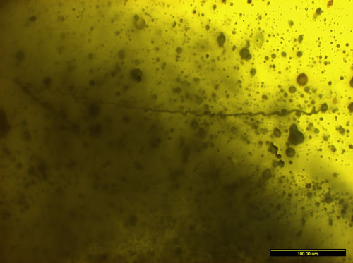 world's Oldest Spiderweb Found in Amber 5