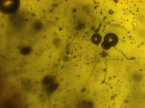 world's Oldest Spiderweb Found in Amber 3