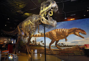 Giganotosaurus, one of the largest meat-eating dinosaurs and even larger than Tyrannosaurus rex, is on display at the new Ultimate Dinosaurs exhibit at the San Diego Natural History Museum.